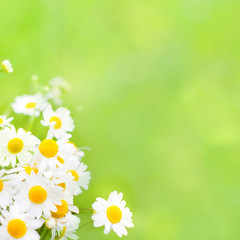 Chamomile flowers Background