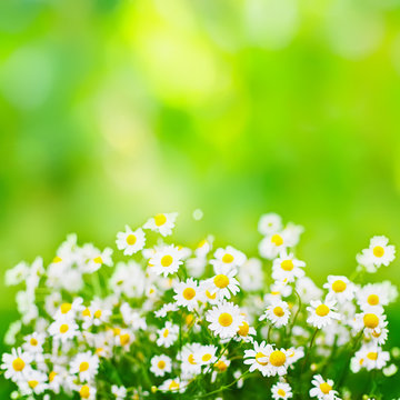 Bright green summer background with daisies flowers
