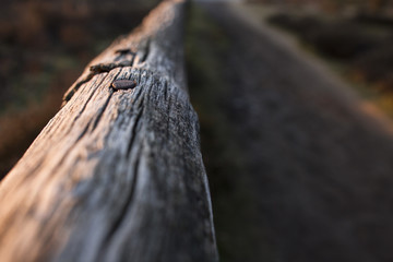 verwittertes Holz am Wegesrand