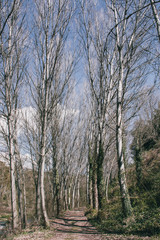 Tall Trees and a Road