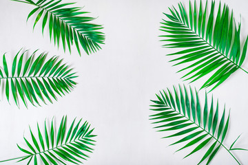 Fototapeta na wymiar Palm leaves on a white background