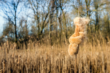 Overblown female flower spike of Typha latifolia