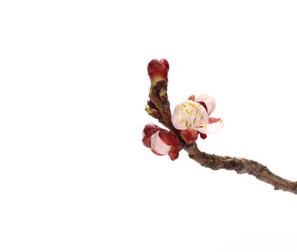 Pink apricot flowers blooming with branch isolated on white background