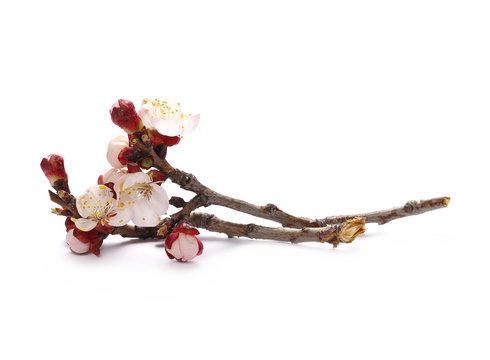 Pink apricot flowers blooming with branch isolated on white background