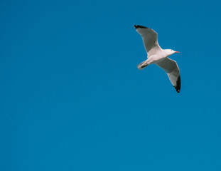 Seagull Flying Tropical Beach
