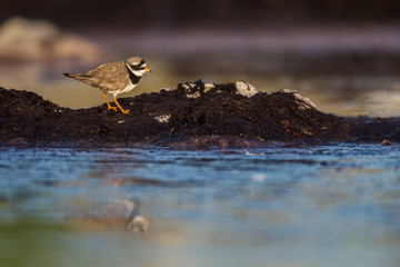 Ringed plover patrolling the shoreline