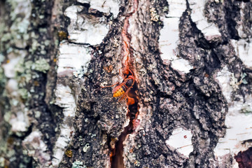  wasps on the trunk of the birch crawl into the nest