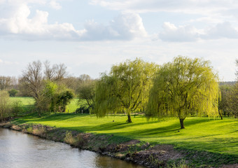 Fototapeta na wymiar Zwei Weiden am Flussufer mit zarten, hellgrünen Blättern im Frühling