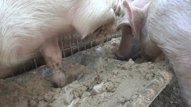 Three young pigs eat greedily their pappy food in the stable of a farm