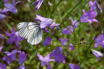 Blueball Batterfly