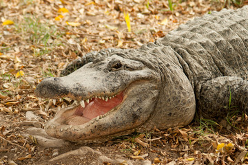 Crocodaile