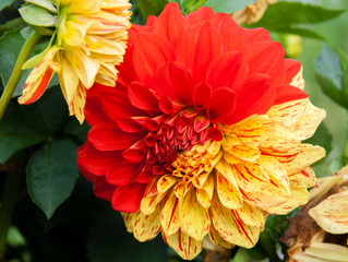 dahlia