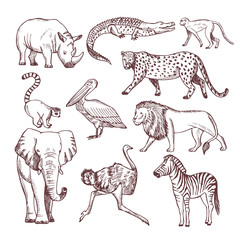 Hand drawn illustrations of african animals