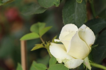 Beautiful roses in tropical