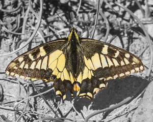 Fototapeta na wymiar The Anise Swallowtail Butterfly