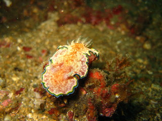 Fototapeta na wymiar Nudibranchia