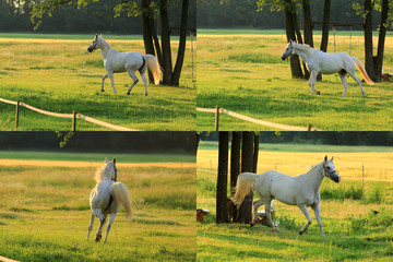 Zestaw czterech białych Arabskich koni biegających po łące o wschodzie słońca.