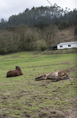 A horse is lying down in a field