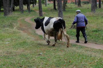 Пастух с коровой