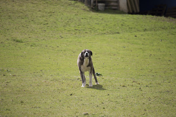 Obraz premium A mastiff is barking