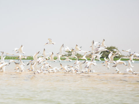 pajaros en bandada alzando el vuelo