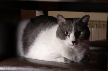 Fototapeta premium Gray Cat Sitting And Looking