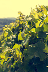 Vineyard close up. Industrial growing of grapes for wine production.
