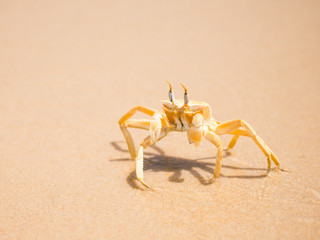 Cangrejo en la arena