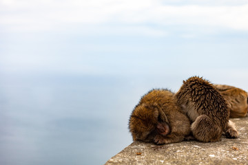 Monkey in Gibraltar
