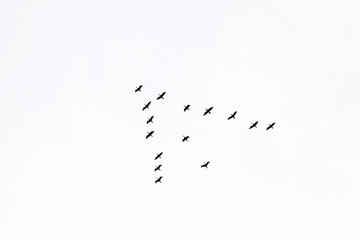 Wedge cranes fly high in the sky