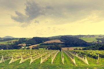 Fototapeta na wymiar beautiful view of the vineyards.