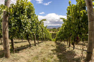 Fototapeta na wymiar Rows of grape vine. Wine valley in Barossa, South Australia.