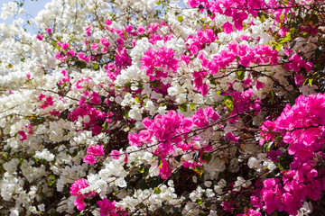 white and pink Bougainvillea flowers background. garden flower