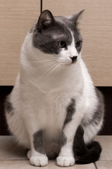Fototapeta na wymiar Gray Cat Sitting And Looking