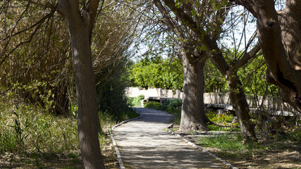 Fototapeta premium Camino entre árboles