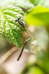 Hufeisen-Azurjungfer (Coenagrion puella) direkt nach dem Schlüpfen mit geknicktem Leib und...