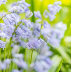 Hell violette Glockenblumen, Textfreiraum, Blumenwiese, Wildblumen, lila, grün