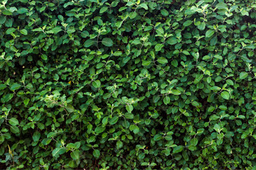 Fototapeta premium Green leaf texture. Leaf texture background on sunny day