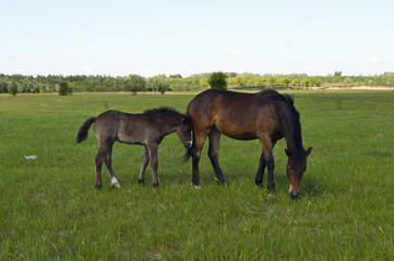 Obraz na płótnie Canvas horses grazing in the meadow