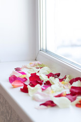 Rose petals at the windowsill