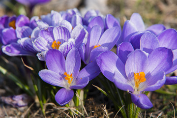 Krokus im Frühling, lila Krokus, blühender schöner Krokus, Nahaufnahme von Krokusblüten