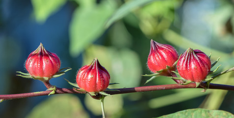 Hibiscus sabdariffa or roselle fruits on plant. This is a medicinal herb, heat-resistant, anti-fungal, anti-inflammatory cure for humans