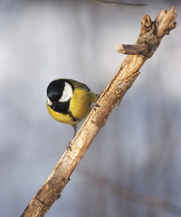 a tit on a branch in the forest