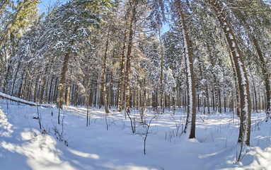 a coniferous forest in winter