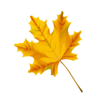 Autumn realistic maple leaf isolated on a white background.