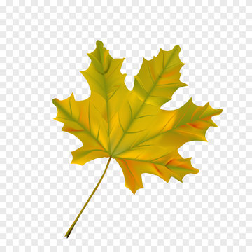 Autumn realistic maple leaf on transparent checkered background.