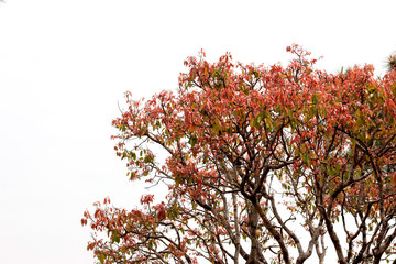 Isolated tree on white background