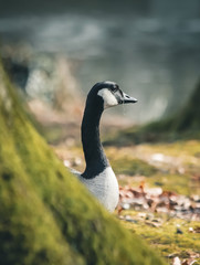 Fototapeta premium Goose in the nature 2