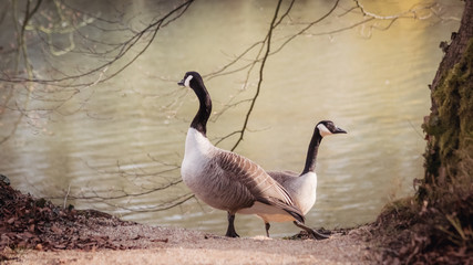 Goose in the nature