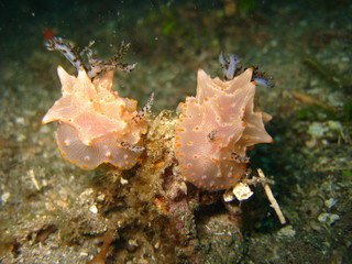 Nudibranchia